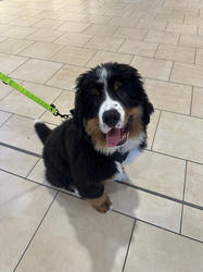 Balu the Bernese Mountain Dog