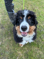 Balu the Bernese Mountain Dog