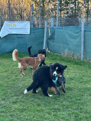 Balu the Bernese Mountain Dog