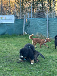 Balu the Bernese Mountain Dog