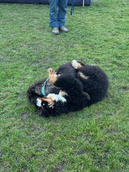 Balu the Bernese Mountain Dog