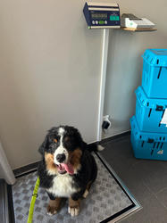 Balu the Bernese Mountain Dog
