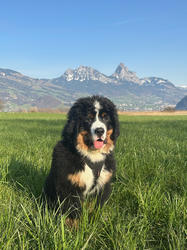 Balu the Bernese Mountain Dog
