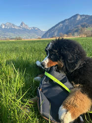 Balu the Bernese Mountain Dog