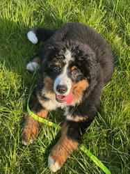 Balu the Bernese Mountain Dog