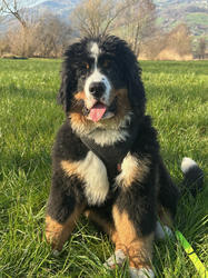 Balu the Bernese Mountain Dog