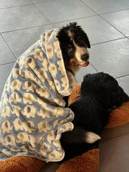 Balu the Bernese Mountain Dog