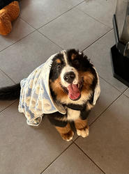 Balu the Bernese Mountain Dog
