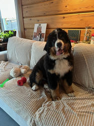 Balu the Bernese Mountain Dog