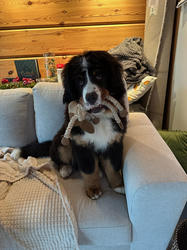 Balu the Bernese Mountain Dog