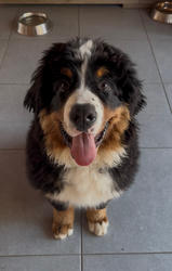 Balu the Bernese Mountain Dog