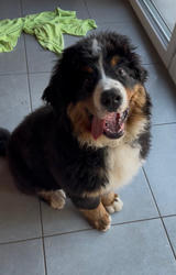 Balu the Bernese Mountain Dog