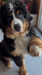 Balu the Bernese Mountain Dog