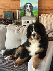 Balu the Bernese Mountain Dog
