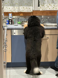 Balu the Bernese Mountain Dog