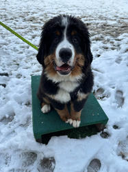 Balu the Bernese Mountain Dog