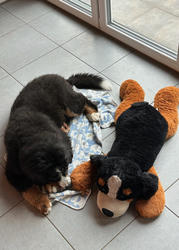 Balu the Bernese Mountain Dog