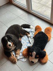 Balu the Bernese Mountain Dog