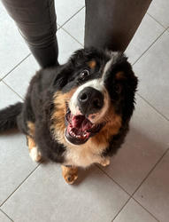 Balu the Bernese Mountain Dog
