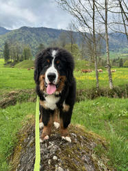 Balu the Bernese Mountain Dog