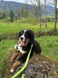 Balu the Bernese Mountain Dog