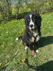 Balu the Bernese Mountain Dog