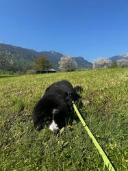 Balu the Bernese Mountain Dog