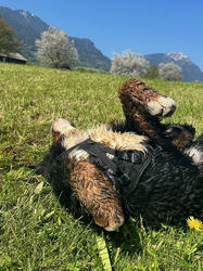 Balu the Bernese Mountain Dog