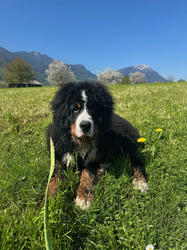 Balu the Bernese Mountain Dog