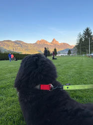 Balu the Bernese Mountain Dog