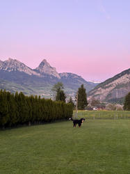 Balu the Bernese Mountain Dog