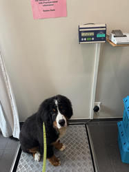 Balu the Bernese Mountain Dog