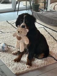 Balu the Bernese Mountain Dog
