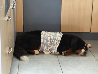 Balu the Bernese Mountain Dog