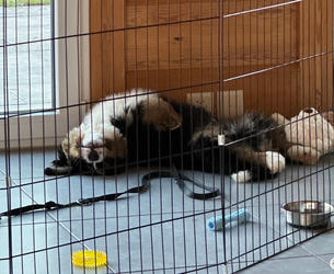 Balu the Bernese Mountain Dog