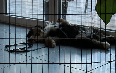 Balu the Bernese Mountain Dog