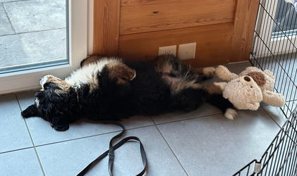 Balu the Bernese Mountain Dog