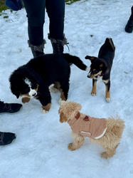 Balu the Bernese Mountain Dog