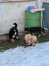 Balu the Bernese Mountain Dog