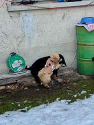 Balu the Bernese Mountain Dog