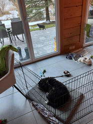 Balu the Bernese Mountain Dog