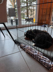 Balu the Bernese Mountain Dog