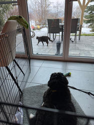 Balu the Bernese Mountain Dog