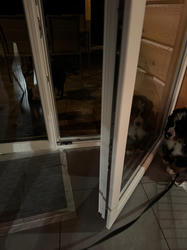 Balu the Bernese Mountain Dog